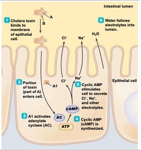 Mechanism of cholera toxin action in the intestine