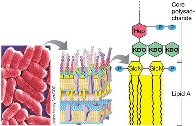 Structure of LPS with lipid A