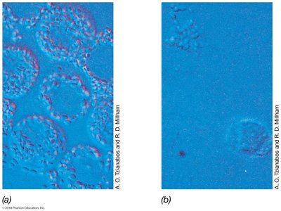LAL assay for endotoxin detection