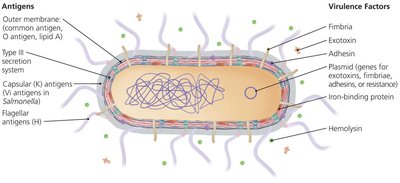 Diagram of bacterial cell showing virulence factors