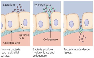 Mechanism of hyaluronidase and collagenase in tissue invasion