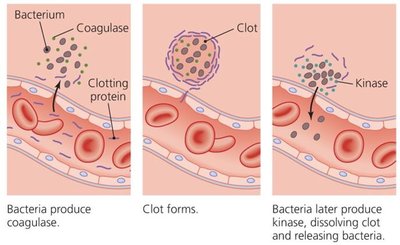 Coagulase and kinase action in clot formation and dissolution