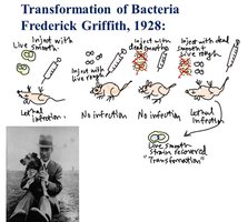 Griffith's transformation experiment