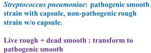 Summary of S. pneumoniae transformation