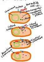 Mechanism of bacterial transformation