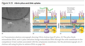 Vibrio pilus and DNA uptake