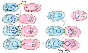 Mechanism of conjugation