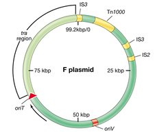 F plasmid map