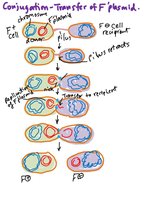 Conjugation: F plasmid transfer