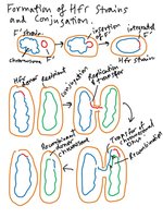 Formation of Hfr strains and conjugation