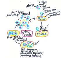 Lytic cycle of bacteriophage