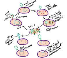 Generalized transduction mechanism