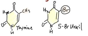Base analogs: Thymine and 5-Bromouracil