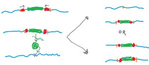 Transposon movement mechanisms