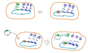 Complementation of mutations in trans