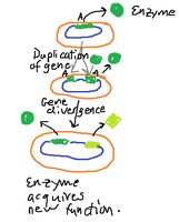 Gene duplication and divergence
