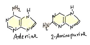 Base analogs: Adenine and 2-Aminopurine