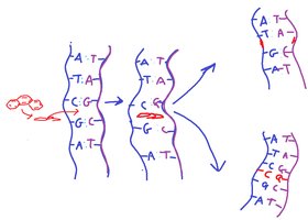 Mechanism of intercalating agent-induced mutation