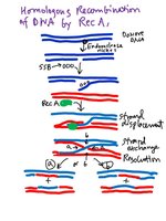 Homologous recombination by RecA