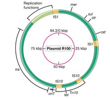 Map of R100 plasmid