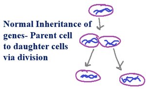 Vertical inheritance of genes