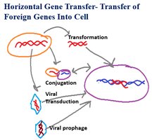 Horizontal gene transfer mechanisms