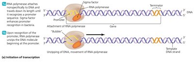 Initiation of transcription