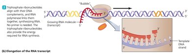 Elongation of RNA transcript