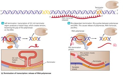 Termination of transcription: self-terminating and Rho-dependent