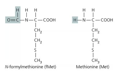N-formylmethionine vs. methionine