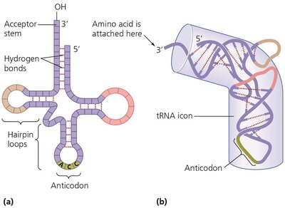 tRNA structure and function