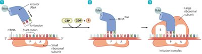 Initiation of translation in prokaryotes