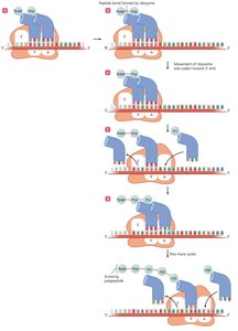 Elongation stage of translation