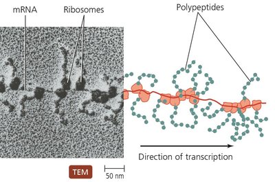 Polyribosome in prokaryotes