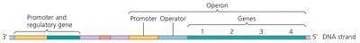 Structure of a prokaryotic operon