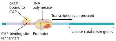 Positive regulation of lac operon by CAP