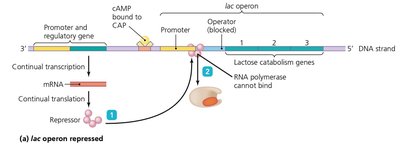 Lac operon repressed by repressor