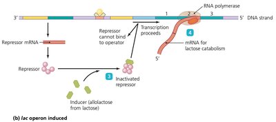 Lac operon induced by allolactose