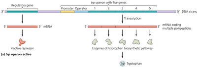 Tryptophan operon active