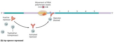 Tryptophan operon repressed