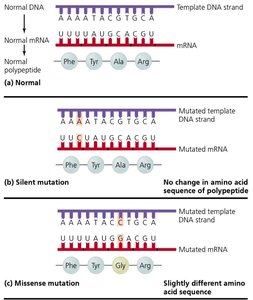 Types of point mutations and their effects