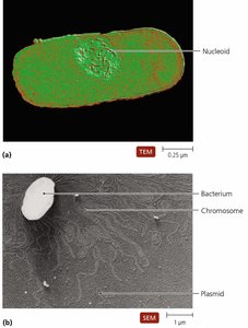Prokaryotic chromosome and plasmid structure