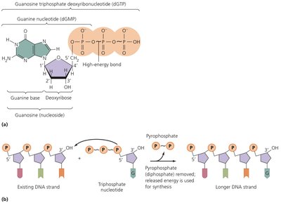 Triphosphate deoxyribonucleotide structure and DNA synthesis