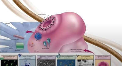 Relative size and diversity of microbes compared to a human hair