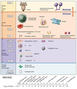 Microscopic images of bacteria, fungi, algae, viruses, protozoa, and helminths
