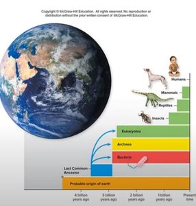 Evolutionary timeline showing the appearance of bacteria, archaea, and eukaryotes