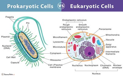 Comparison of prokaryotic and eukaryotic cell structures