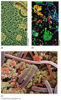 Microscopic images of bacteria from various environments