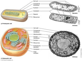 Diagrams of interior of prokaryotic and eukaryotic cells with organelles