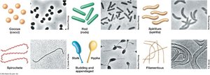 Major morphologies of prokaryotic cells